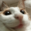 萌宠 猫咪 好奇 呆萌 可爱