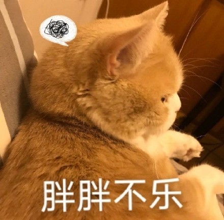 萌宠gif猫星人gif胖胖不乐gif不开心gif呆萌gif可爱gif