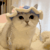 萌宠 猫咪 戴帽子 呆萌 可爱