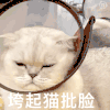 萌宠 猫咪 垮起猫批脸 呆萌 可爱