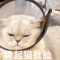 萌宠 猫咪 垮起猫批脸 呆萌 可爱