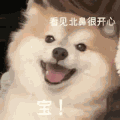 萌宠 狗 看见北鼻很开心 宝 呆萌 可爱