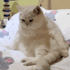 萌宠 猫咪 发呆 呆萌 可爱