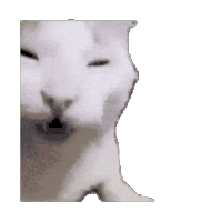 猫meme 可爱 搞怪 沙雕