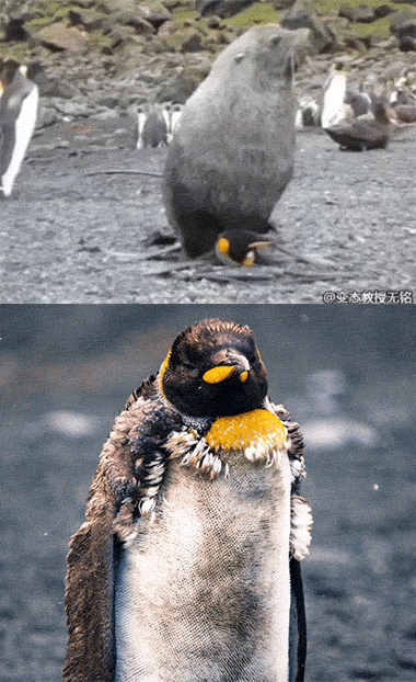 企鹅挠头表情包gif图片