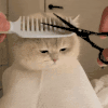 萌宠 猫咪 剪头发 呆萌 可爱
