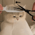 萌宠 猫咪 剪头发 呆萌 可爱