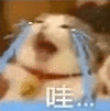 萌宠 猫咪 哇 呆萌 可爱