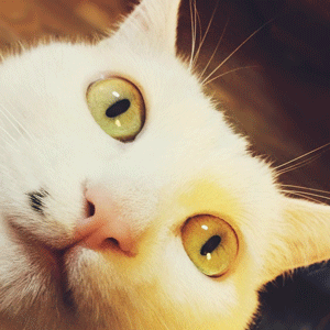 猫咪眼睛变化可爱gif动图