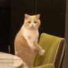 萌宠 猫咪 站着 呆萌 可爱