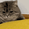 萌宠 猫咪 躲开 呆萌 可爱
