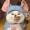 萌宠 猫咪 把你变成猪 呆萌 可爱