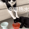 萌宠 猫咪 呆萌 可爱