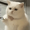 萌宠 猫咪 抽烟 呆萌 可爱