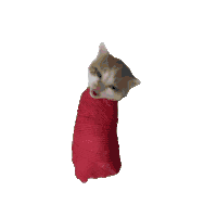 猫meme 猫咪 可爱 搞怪