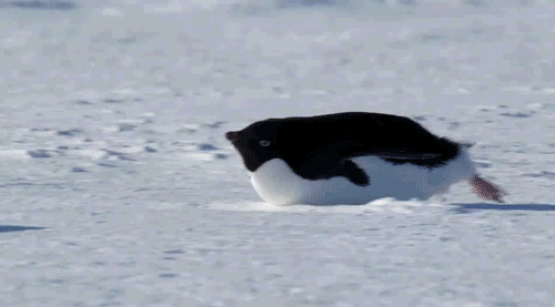 企鹅penguingif动图