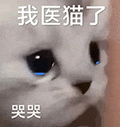 萌宠 猫咪 我医猫了哭哭 呆萌 可爱