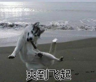 爽到飞起gif小狗狗gif汪星人gif哈士奇gif斗图gif搞笑gif可爱gif
