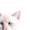 萌宠 猫咪 傻 呆萌 可爱
