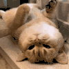萌宠 猫咪 无聊 呆萌 可爱