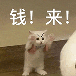 萌寵 貓咪 錢來(lái) 呆萌 可愛(ài)