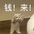 萌宠 猫咪 钱来 呆萌 可爱
