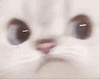 萌宠 猫咪 嫌弃 呆萌 可爱