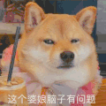 萌宠 狗狗 脑子 呆萌 可爱