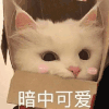 萌宠 猫 暗中可爱 脸红 呆萌 可爱