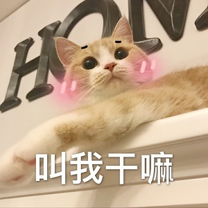 好奇的表情包小猫图片