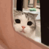 萌宠 猫咪 看着 呆萌 可爱