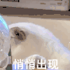 萌宠 猫咪 悄悄出现 呆萌 可爱