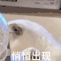 萌宠 猫咪 悄悄出现 呆萌 可爱