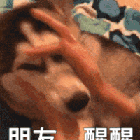 萌宠 狗狗 朋友醒醒 呆萌 可爱