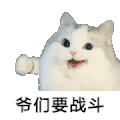 萌宠 猫咪 爷们要战斗 呆萌 可爱