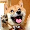 萌宠 汪星人 我也要 好奇 呆萌 可爱