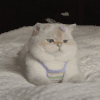 萌宠 猫咪 无聊 呆萌 可爱