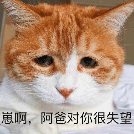 猫咪