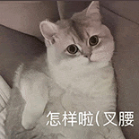 萌寵 貓咪 怎樣啦叉腰 呆萌 可愛