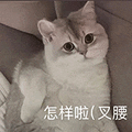 萌宠 猫咪 怎样啦叉腰 呆萌 可爱