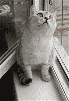 猫咪摇汽水表情包gif图片