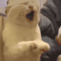 萌宠 猫咪 打你 呆萌 可爱