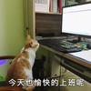 萌宠 猫星人 今天也愉快的上班呢 开心 呆萌 可爱
