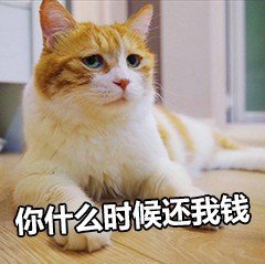 萌宠喵星人你什么时候还我钱要钱还钱委屈gif动图