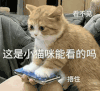 萌宠 猫咪 这是小猫咪能看的吗 呆萌 可爱