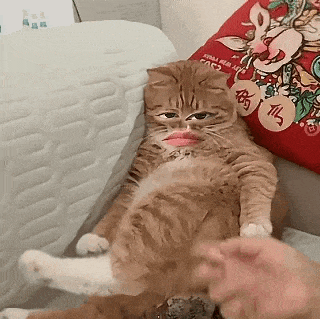 淑芬猫 猫咪 可爱 搞怪 抽象