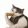 萌宠 猫咪 思考 呆萌 可爱