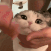 萌宠 猫咪 摸 呆萌 可爱