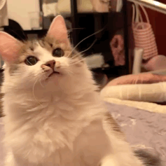 萌宠 猫咪 玩 呆萌 可爱