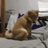 萌宠 狗狗 掉下 呆萌 可爱